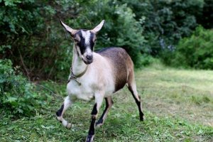 Alpejskie kozy Alpejskie kozy